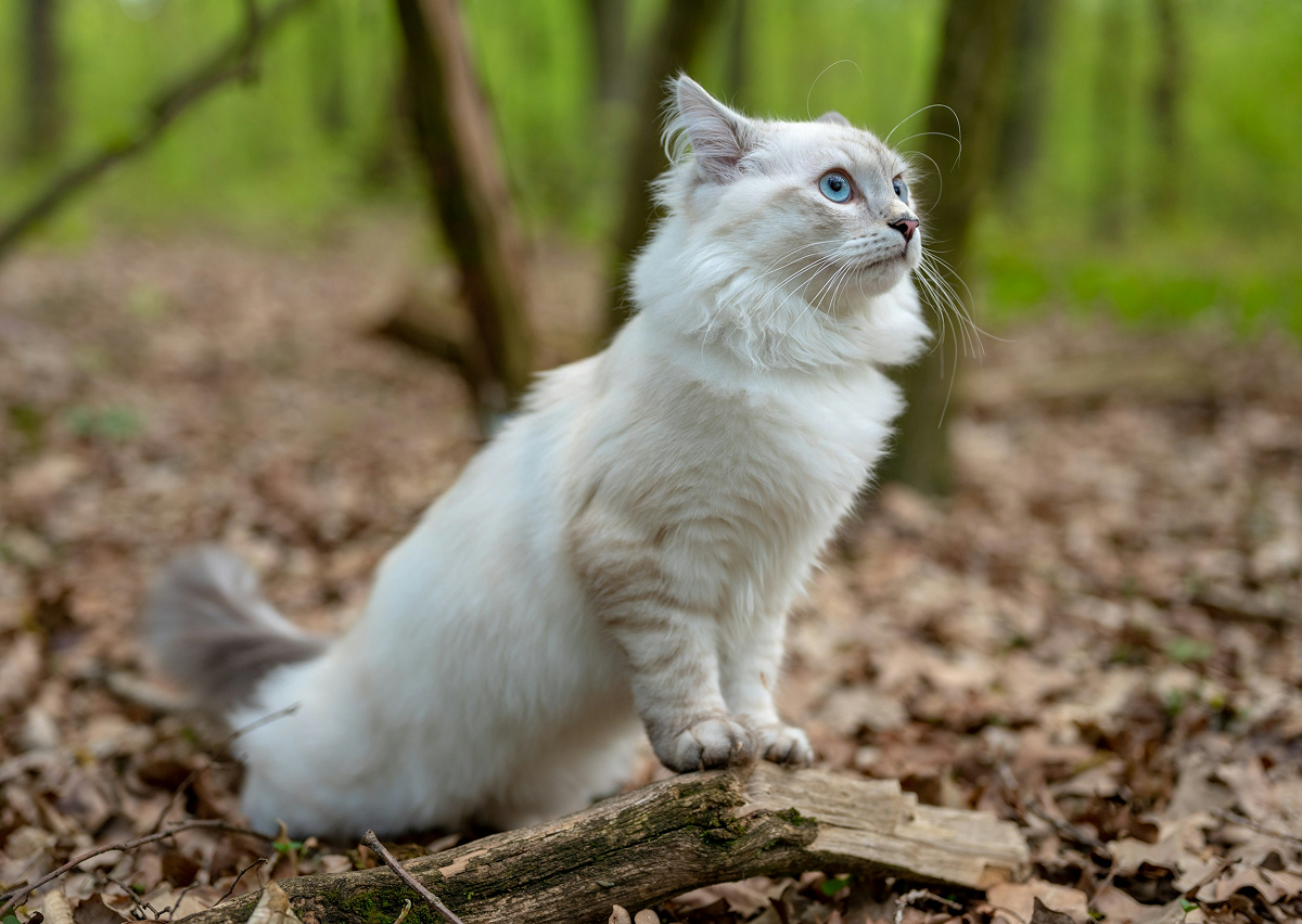 Norwegian Forest